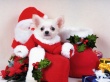 Santa Puppy Dog Wallpaer