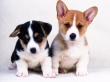 Two Little Dogs Wallpaer