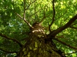 Tree looking Wallpaer