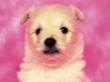 Puppy Dog Wallpaer