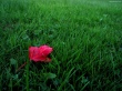 Red leaf on grass Wallpaer