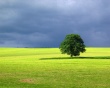 Landscape Tree Wallpaer