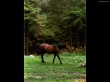 Pony in nature Wallpaer