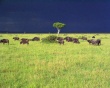 Savannah Storm Wallpaer