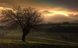 Country Tree Hill Wallpaer