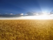 Grape Hill in Sunlight Wallpaer