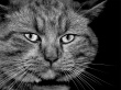 Mystery Cat Wallpaer