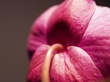 Christines Orchid Wallpaer