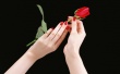 Hands Rose Wallpaer