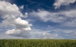 Clouds and Peas Wallpaer