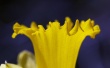 Daffodil Trumpet Wallpaer