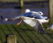 Seagull Take Off Wallpaer