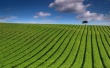 Green Striped Field Wallpaer