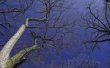 Crown in Blue Wallpaer
