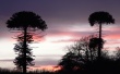 Araucaria o Pehuen Wallpaer