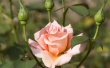 Pink Rose Wallpaer