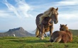 Hill Horses Wallpaer