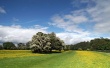 Buttercups Riverside Wallpaer