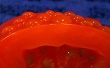 Red Tomato Wallpaer