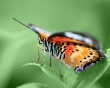 Butterfly on Green Wallpaer