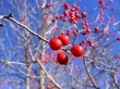 Red Fruits Wallpaer