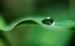 Green Dew Wallpaer