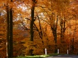 Golden Forest Wallpaer