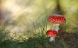 Mushrooms Wallpaer
