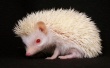 Little Hedgehog Wallpaer
