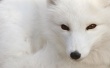 Polar Fox Wallpaer