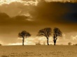 Three Trees Horizon Wallpaer