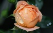 Wet Rose Bloom Wallpaer