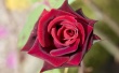 Deep Red Rose Wallpaer