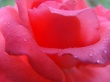 Rose Smile Wallpaer