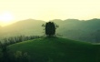 Green Hill Tree Wallpaer
