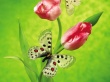 Tulip Butterfly Wallpaer