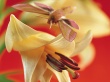Lily Flowers Wallpaer
