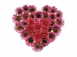 Pink Hyacinths Heart Wallpaer