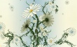 Daisy Camomile Wallpaer
