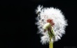 Dandelion Macro Wallpaer