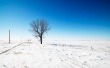 Snow Road Tree Wallpaer