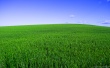 Deep Green Spring Wallpaer