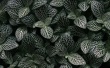 Leaf Shrub Wallpaer