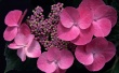 Pink in Shadow Wallpaer