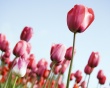 Tulips Wallpaer