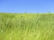 Fresh Grassland Wallpaer