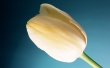 Cream Tulip Wallpaer