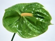 Green Anturium Wallpaer