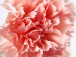 Macro Carnation Wallpaer