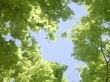 Sky Diving Wallpaer